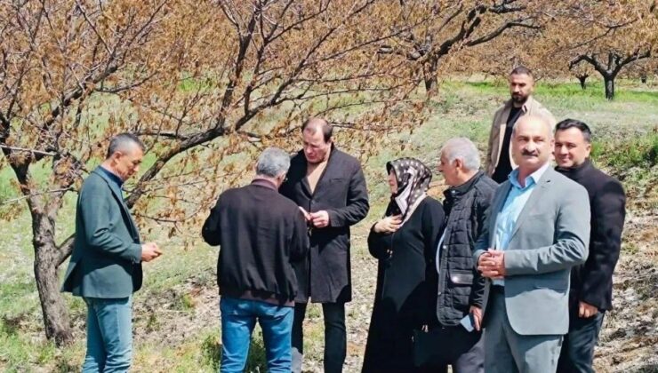 Baskil’de Dondan Etkilenen Meyve Bahçelerinde İnceleme