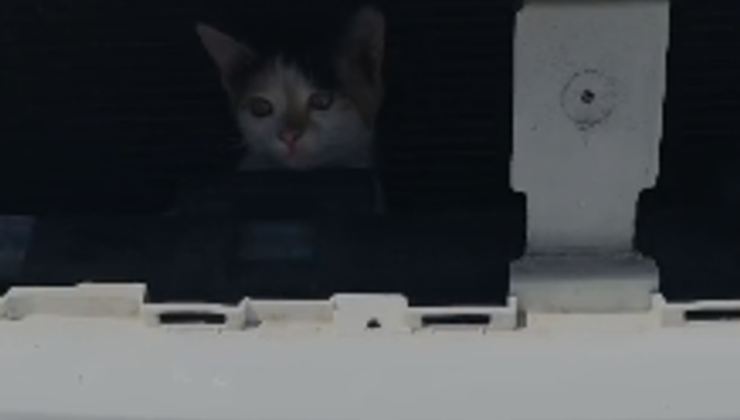 Elazığ’da İtfaiyeden Nefes Kesen Kurtarma Operasyonu: Motor Kısmına Sıkışan Kedi Kurtarıldı