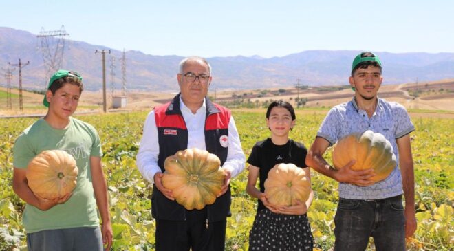 Kovancılar’da Kabak Hasadı Başladı: Üreticinin Yüzü Gülüyor