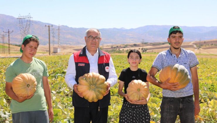 Kovancılar’da Kabak Hasadı Başladı: Üreticinin Yüzü Gülüyor